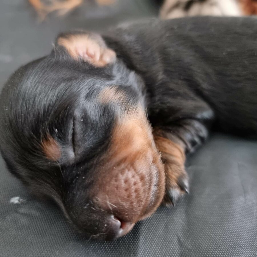 Šteniatko jazvečíka Andy