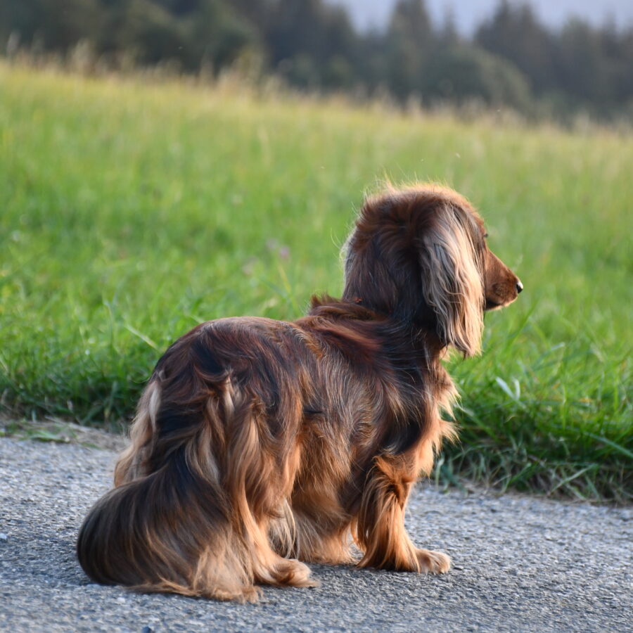 dlhosrstého jazvečíka