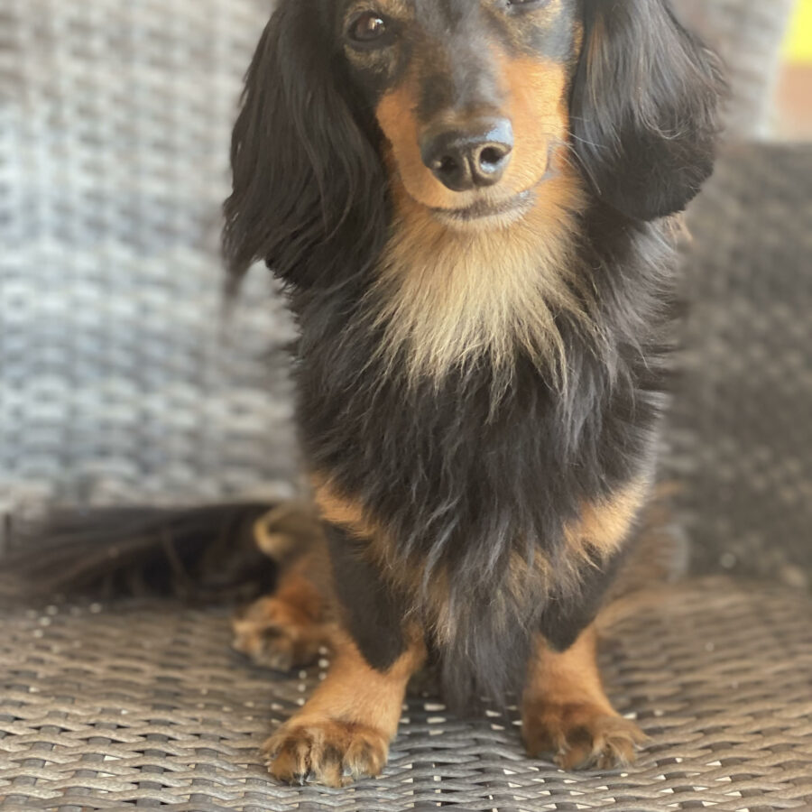 dlhosrsty cierno paleny