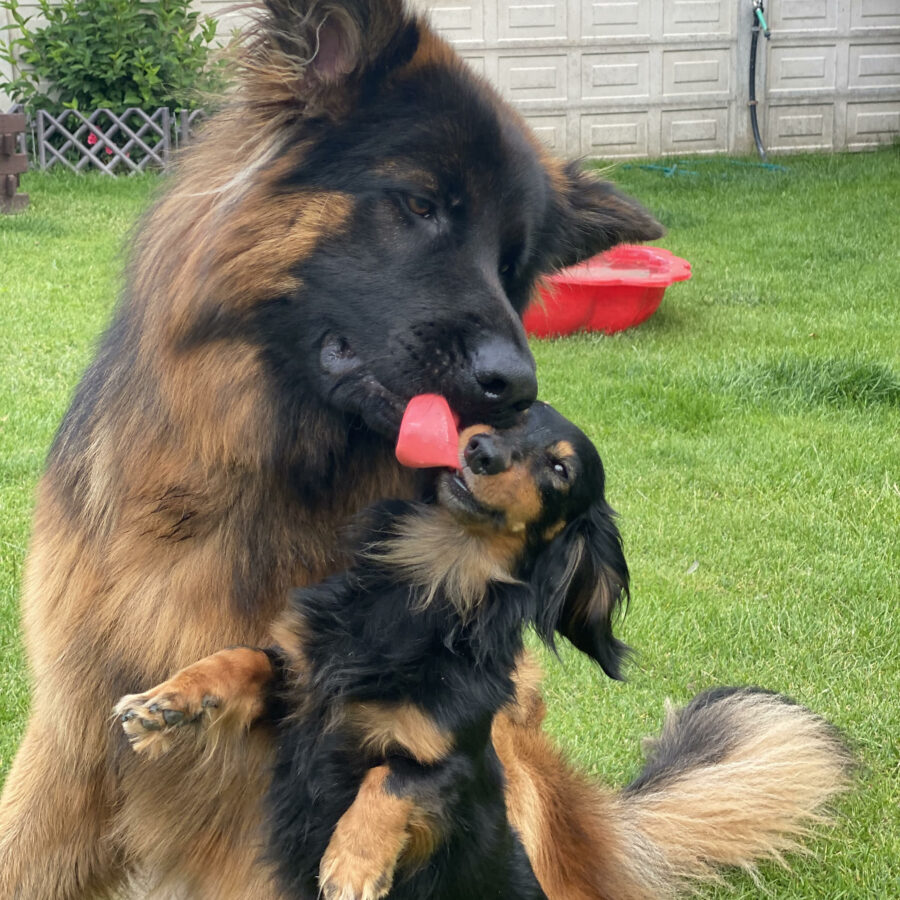 jazvecikciernopaleny