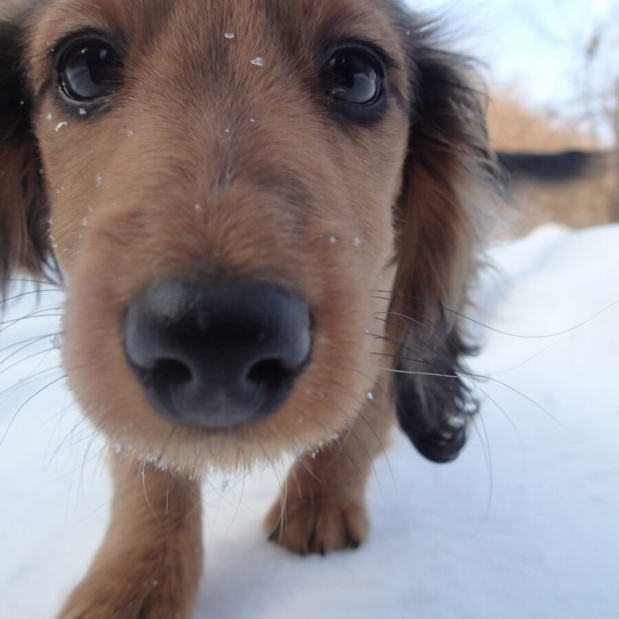 šteniatko jazvečík