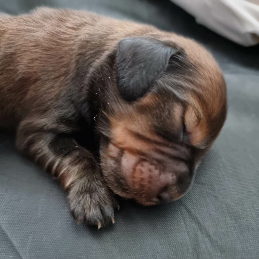 šteniatko jazvečíka Amy