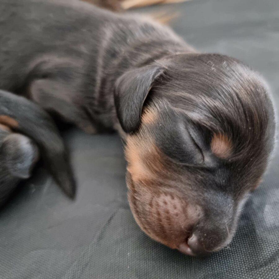 šteniatko jazvečíka Artuš